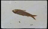 Knightia Fossil Fish - Wyoming #59238-1